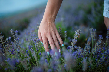 woman hand in lavender flowers