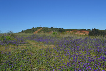 garden and mountain , spring weather , Chile