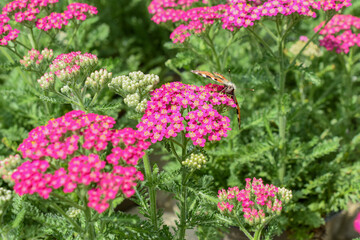 Schafgarbe mit Schmetterling