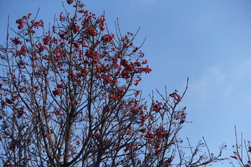 Sky and branches of Sorbus aria with red berries in January