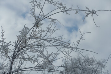 Cloudy sky and thin branches covered with hoar frost in mid January