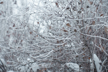 Twigs covered with hoar frost in mid January