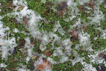 Brown fallen leaves and melting snow on green grass in December