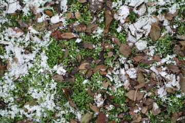 Dead leaves and white snow on greenery in mid December