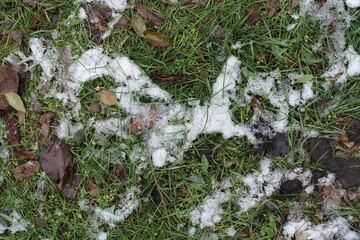 Fallen leaves and melting snow on green grass in December