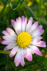 Obraz premium close up of pink flower