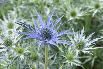 Edeldistel