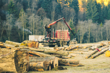 Timber exploitations that involve illegal logging should be strongly condemned. Logging companies...