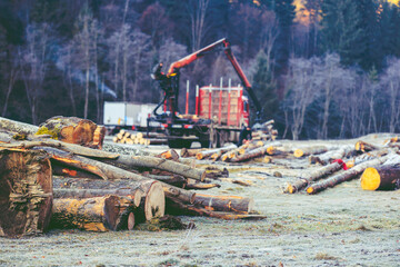 High demand for timber exploitations, timber production from virgin forests in Central-Eastern...