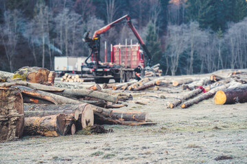Lumber companies must practice sustainable forestry management practices but it must also...