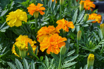 gefüllte Studentenblume