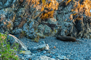 ニュージーランド　首都ウェリントンのレッド・ロックス・リザーブのオットセイのコロニーで寝ているオットセイ