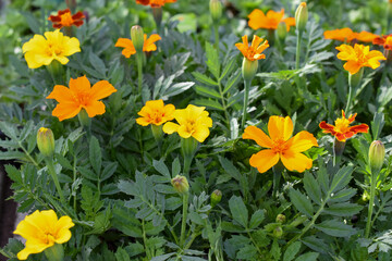 Obraz premium einfache Tagetes 