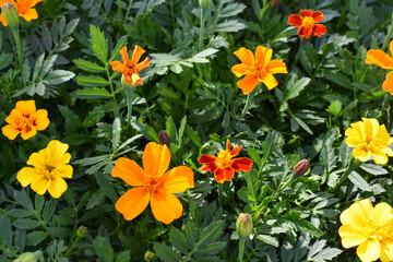 Tagetes