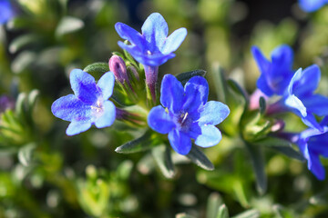 Blausternchen
