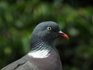 pigeon