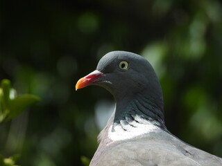 pigeon