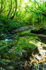Fototapeta na wymiar ニュージーランド　首都ウェリントンのオタリ・ウィルトンズ・ブッシュの森林に囲まれた渓流