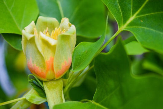 Tulpenbaum