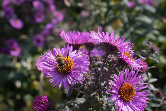 image of flowers and bees in the garden close-up