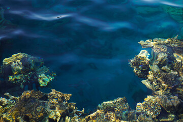 Fototapeta na wymiar Abstract blurred blue clear water background. Beautiful colorful Coral Reef under water of the Red Sea.