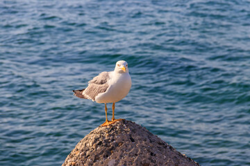 Fototapeta premium Portrait of the seagull against the Black sea