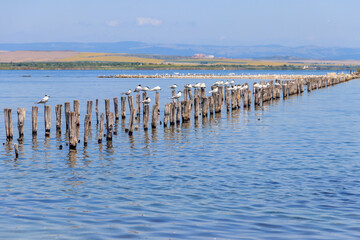 Flock of common terns (Sterna hirundo) perched on a wooden poles at Pomorie salt lake in Bulgaria