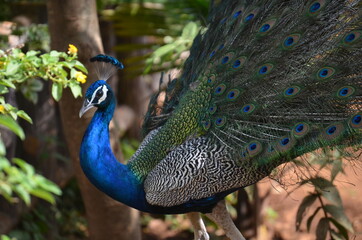 Naklejka premium Peacock Monsoon Mood