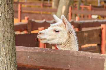 White alpaca (Lama pacos) in a paddock