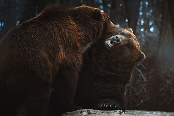 Kamchatka brown bear (Ursus arctos beringianus) detail portrait