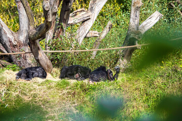 Family of chimpanzee sleeping on a grass in a zoo. Monkey relaxing on a sunny day after lunch.