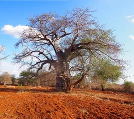 Deurstickers Baobab tree in dry African landscape © fivepointsix