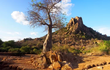 Poster Baobab tree in dry African landscape © fivepointsix