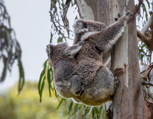 Koala with Joey on back