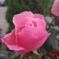 pink rose in garden .nature