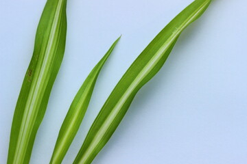 Green leaves, grasses on a white background, as background, texture.