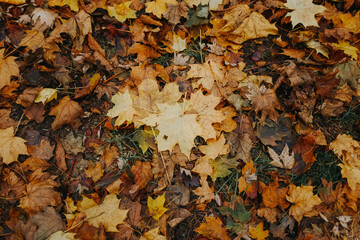 autumn leaves on a ground