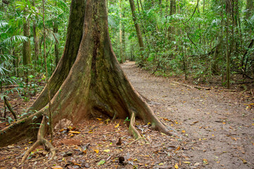 Rainforest walk at Mary Cairncross scenic reserve in Sunshine Coast