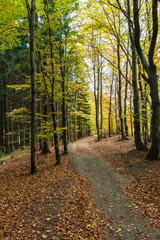 Obraz premium Autumn forest with road covered by fallen leaves