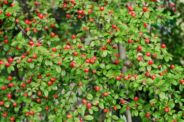 Cotoneaster Coral Beauty. Rounded evergreen shrub with small, glossy dark green leaves and small...