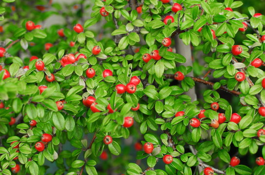 Cotoneaster Coral Beauty. Rounded evergreen shrub with small, glossy dark green leaves and small white flowers followed by orange-red berries