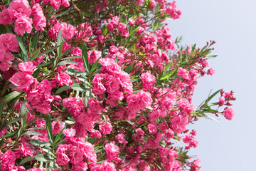 Close up pink oleander flowers with green leaves