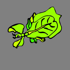 picture of an insect that looks like a leaf or Phylliidae