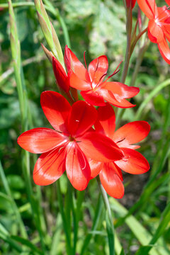 Hesperantha Coccinea a summer autumn fall flowering plant with a red summertime flower commonly known as schizostylis or crimson flag lily, stock photo image