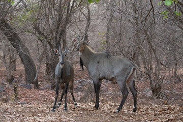 Beautiful and biggest asian antelope nilgai male fighting in the nature habitat. Big males fight. Indian wildlife. Blue bull mating time. - obrazy, fototapety, plakaty