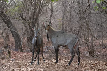 Gordijnen Beautiful and biggest asian antelope nilgai male fighting in the nature habitat. Big males fight. Indian wildlife. Blue bull mating time. © photocech