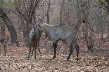 Beautiful and biggest asian antelope nilgai male fighting in the nature habitat. Big males fight. Indian wildlife. Blue bull mating time.