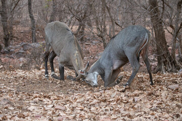 Beautiful and biggest asian antelope nilgai male fighting in the nature habitat. Big males fight....