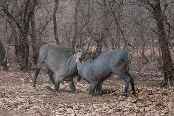 Beautiful and biggest asian antelope nilgai male fighting in the nature habitat. Big males fight. Indian wildlife. Blue bull mating time.