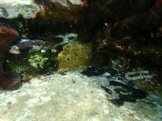 Variable loggerhead sponge (Ircinia variabilis) undersea, Aegean Sea, Greece, Halkidiki
